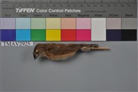 藏品(斑文鳥)的圖片